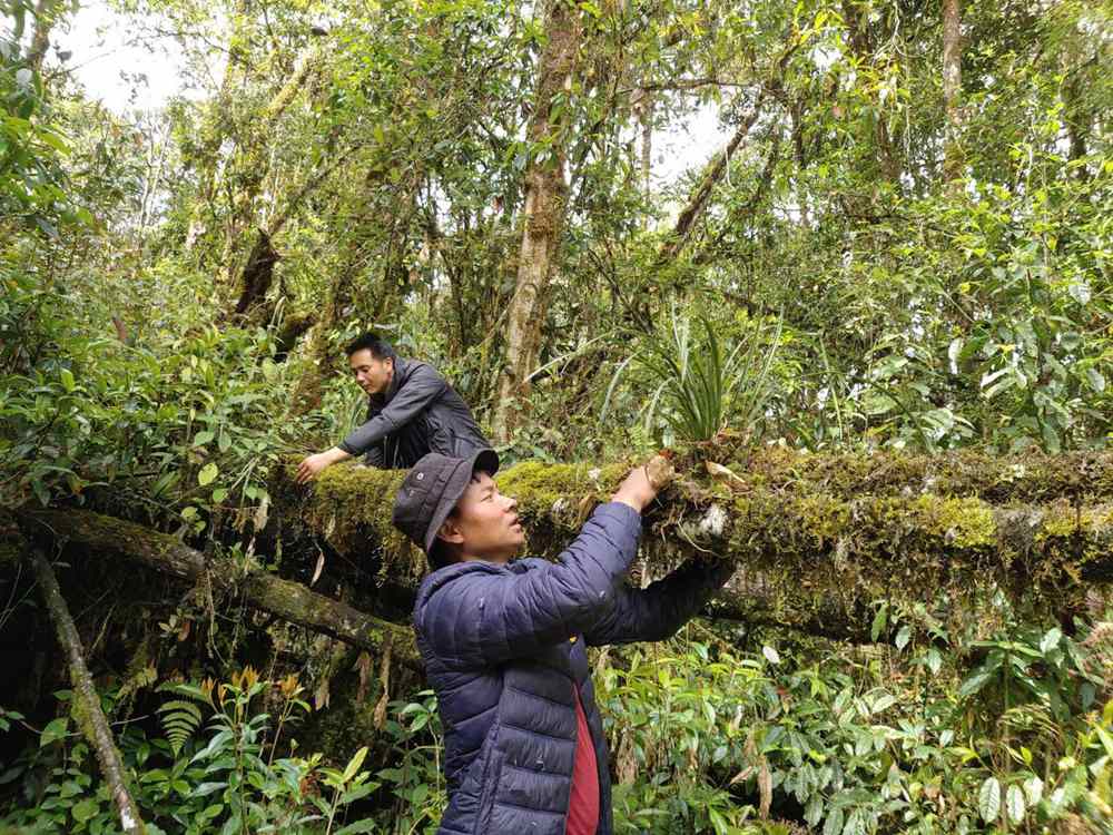 蘭花歸野。圖片由山水自然保護(hù)中心提供