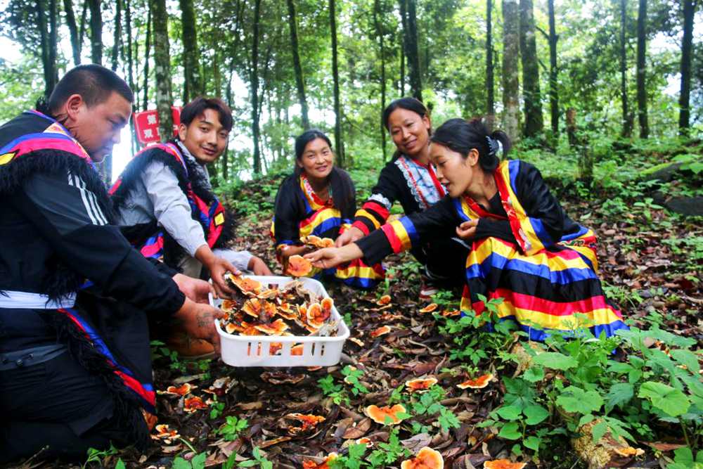 村民采摘林芝。次仁央宗攝