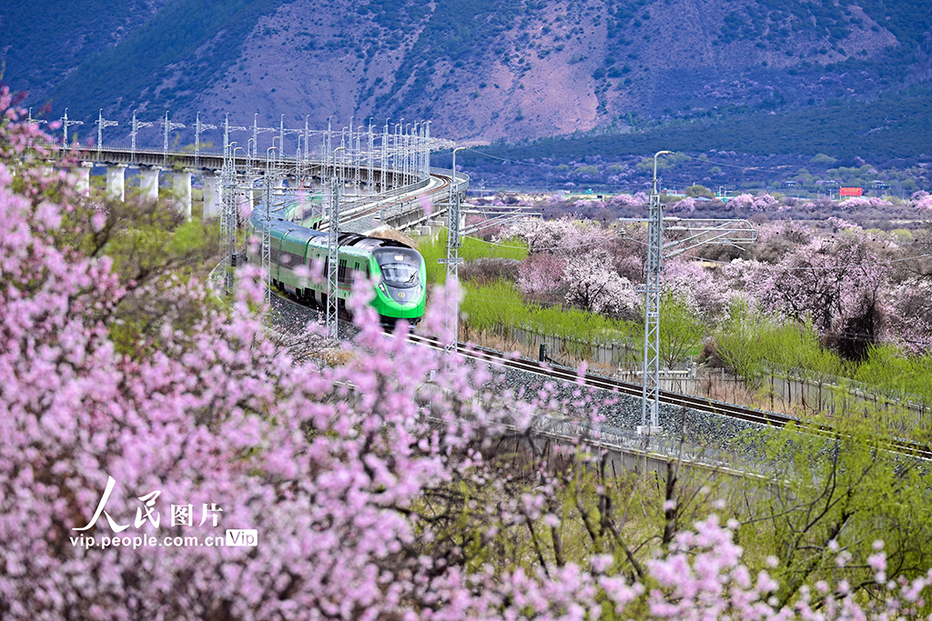 西藏林芝：雪域高原列車穿越花?！?】