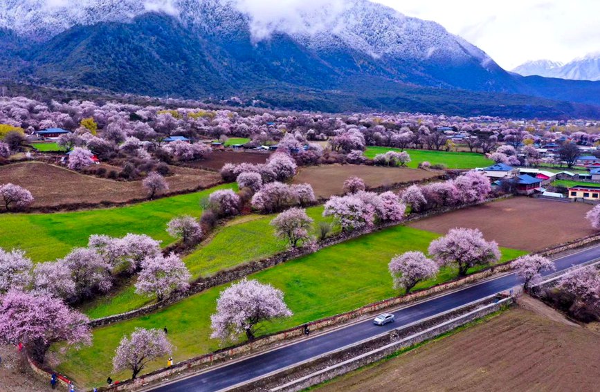 波密縣傾多鎮(zhèn)如納村盛開的桃花。徐馭堯攝