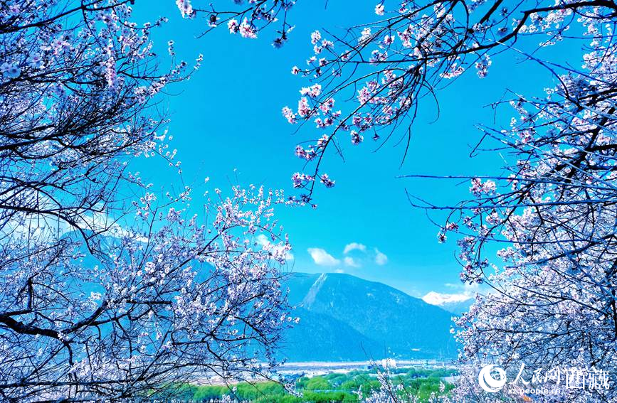 藍(lán)天與桃花相映成趣。 人民網(wǎng) 李海霞攝