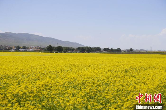 圖為青海湖畔油菜花海?！●R銘言 攝