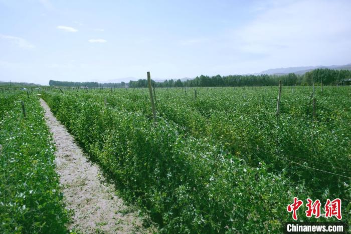 天祝縣高原綠色(有機(jī))蔬菜基地種植的食用莢豆。　闕道華 攝