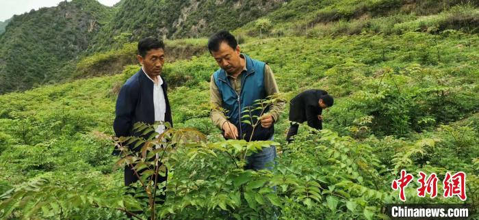圖為張金利調(diào)研適合阿拉村種植的農(nóng)作物，經(jīng)過不斷改良技術(shù)后，產(chǎn)量大大提高。(資料圖)甘肅省水利廳供圖