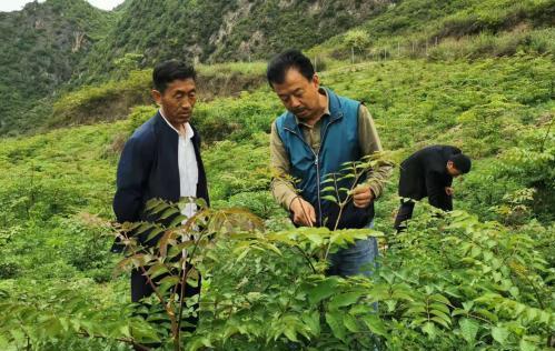 圖為張金利調(diào)研適合阿拉村種植的農(nóng)作物，經(jīng)過不斷改良技術(shù)后，產(chǎn)量大大提高。(資料圖)甘肅省水利廳供圖