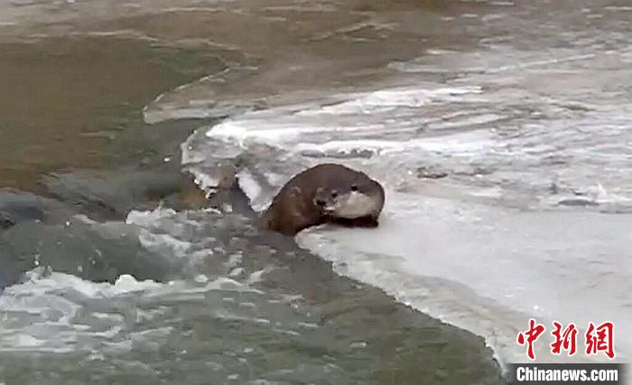 冰面上的國家二級保護動物小爪水獺。視頻截圖