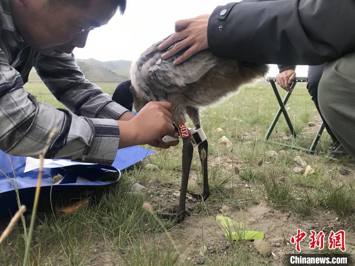 圖為研究人員為黑頸鶴佩戴GPS跟蹤設(shè)備。祁連山國家公園青海省管理局供圖