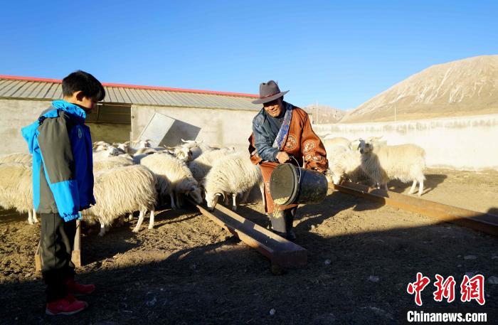 圖為哇保和孫子正在喂羊?！〔彭?xiàng)什姐 攝