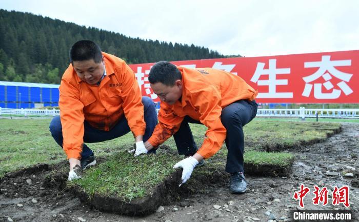 探訪久馬高速原生態(tài)植被恢復(fù)試驗基地：草甸回植助青藏高原生態(tài)保護(hù)