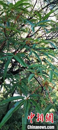 被稱為植物界“大熊貓”的五小葉槭植物?！】刀ㄊ形麄鞑抗﹫D