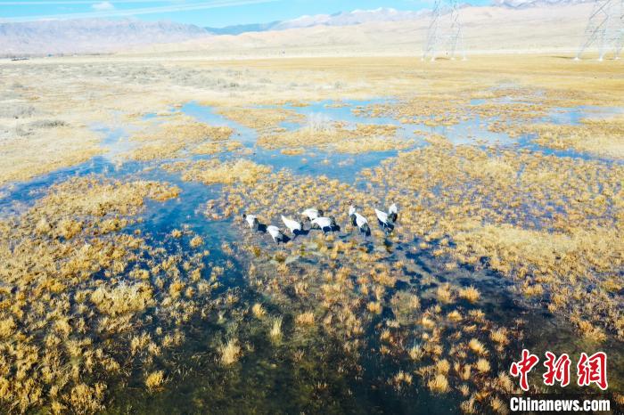 圖為一群黑頸鶴在濕地中央行走。　卡美燕 攝