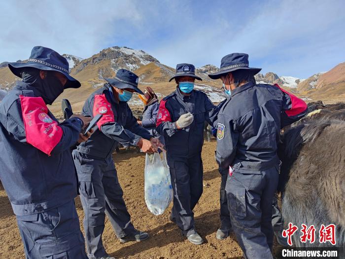 圖為義警隊(duì)員協(xié)助工作人員為牦牛接種疫苗。　青海果洛州瑪沁縣公安局下大武派出所供圖