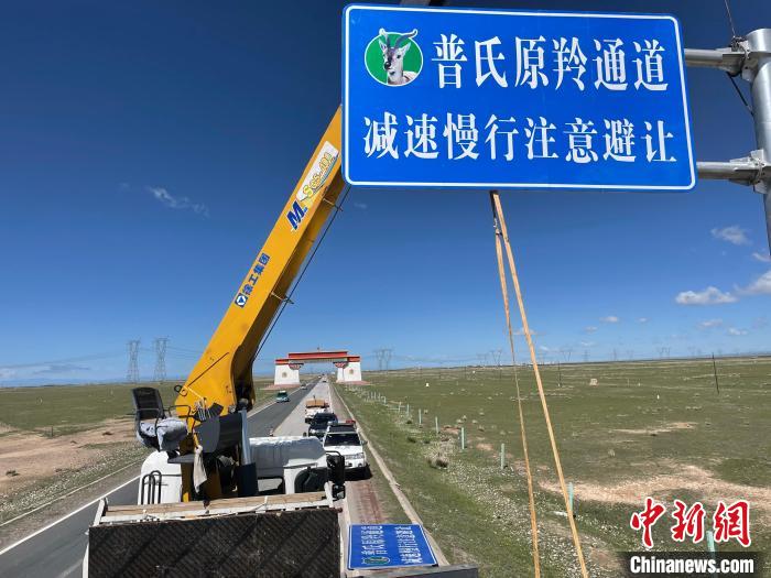 圖為青海省海北州剛察縣設(shè)立的普氏原羚通道警示牌?！∏嗪Ｊ『１敝萑嗣駲z察院供圖