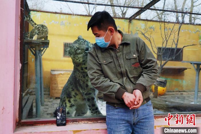 圖為雪豹“奶爸”史壽軍直播休息時與雪豹互動?！●R銘言 攝
