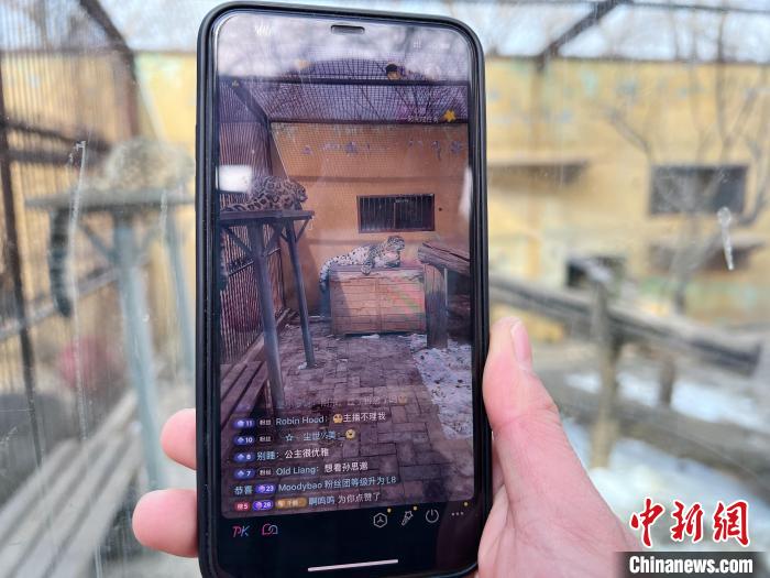 圖為雪豹“奶爸”史壽軍正在直播?！●R銘言 攝