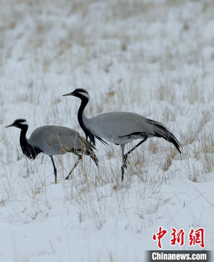 在若爾蓋濕地的蓑羽鶴?！∩袞|機(jī) 攝