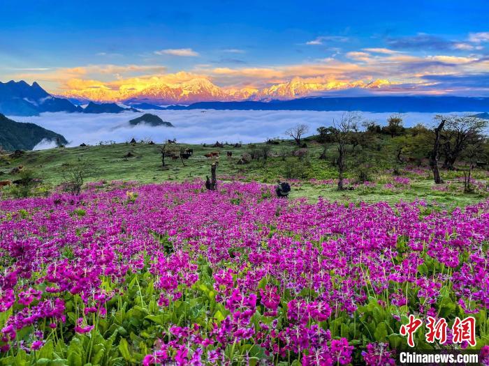 春天的牛背山花海。　游蓉萍 攝