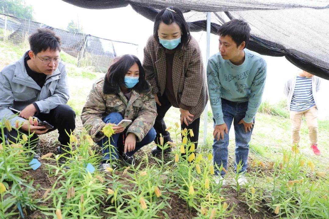 彭州對口支援工作組隊(duì)項(xiàng)目組查看瓦布貝母種植情況。彭州市宣傳部供圖