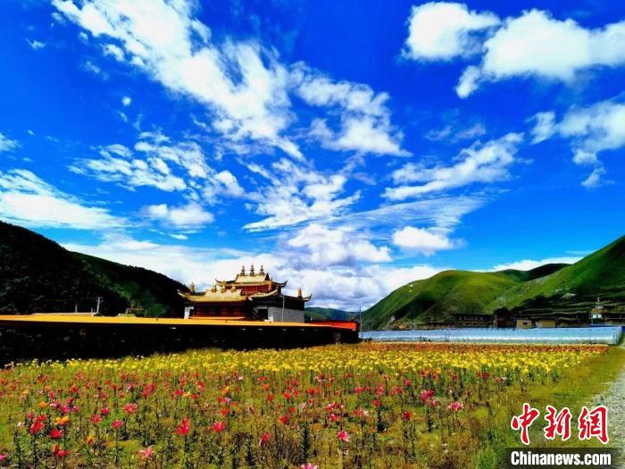 近百畝百合花競相開放，景色誘人?！∪捞量h委宣傳部供圖