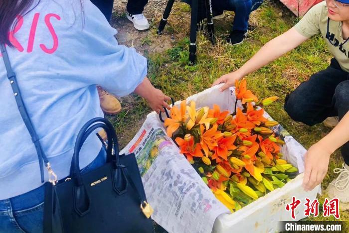 村民采摘百合花?！∪捞量h委宣傳部供圖