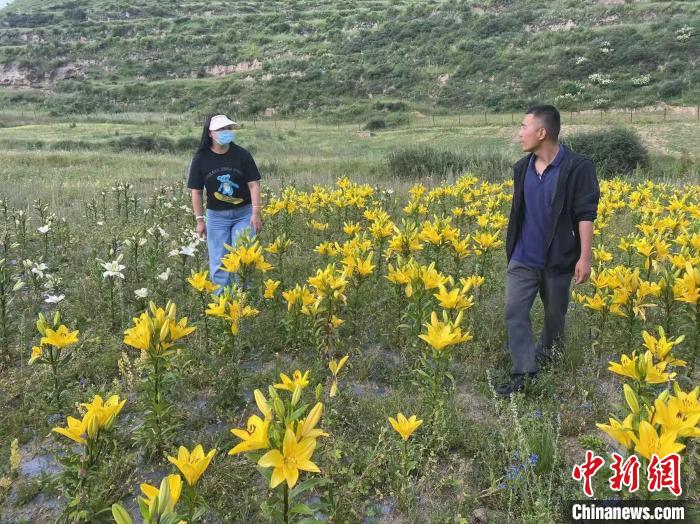 村民采摘百合花?！∪捞量h委宣傳部供圖