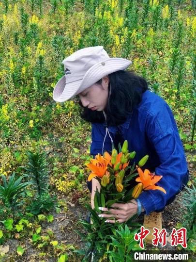 村民采摘百合花?！∪捞量h委宣傳部供圖