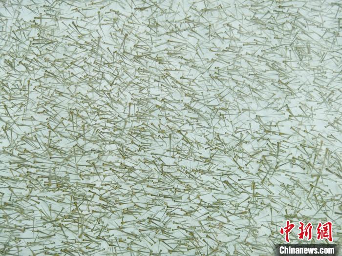 圖為密集培育的魚苗?！?zhí)砀?攝