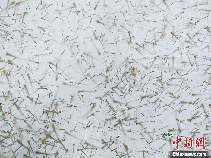 圖為魚苗?！?zhí)砀?攝