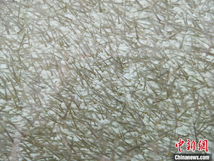圖為密集分布的魚苗?！?zhí)砀?攝