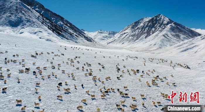圖為羊群在雪地里覓食?！《继m縣融媒體中心供圖