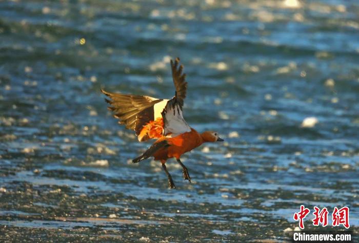 圖為赤麻鴨貼著水面飛行?！“兹斩〔冀?攝