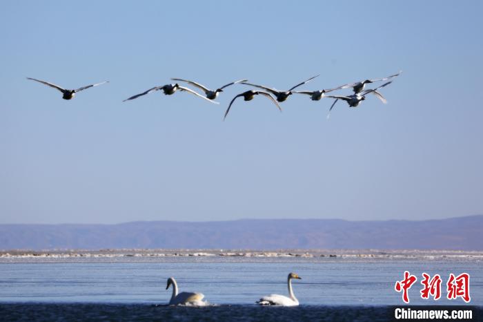 圖為大天鵝在青海湖上空飛翔?！●R怡睿 攝