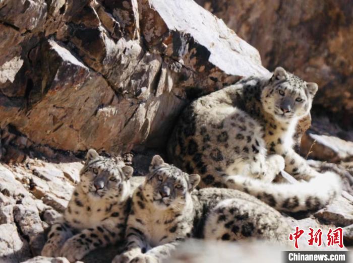 青海都蘭：雪豹、兔猻等多種珍稀野生動物亮相