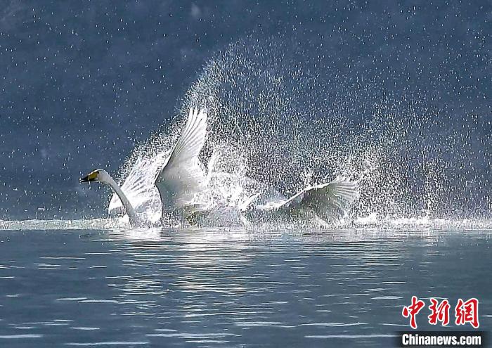 圖為大天鵝在水中嬉戲?！黎?攝