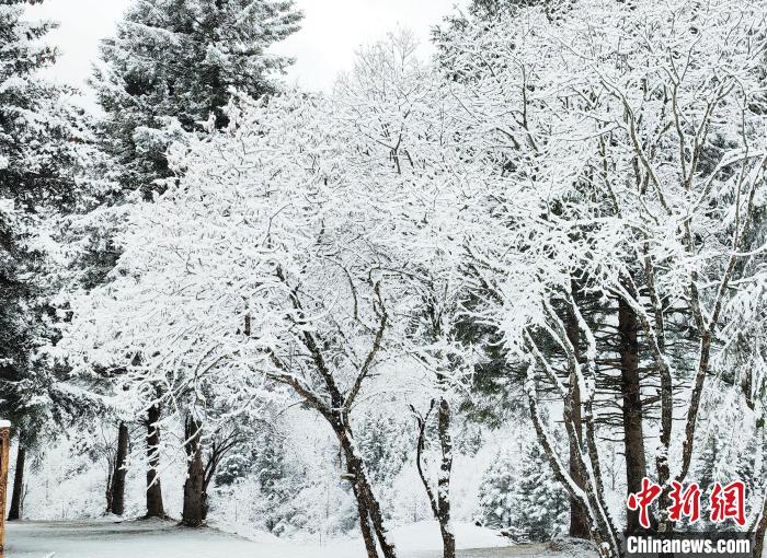 大熊貓國家公園王朗片區(qū)春雪如畫，宛若仙境?！×_春平 攝