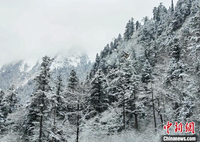 大熊貓國家公園王朗片區(qū)春雪如畫，宛若仙境?！×_春平 攝