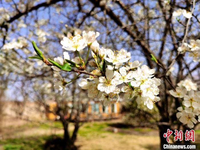 圖為梨花?！?zhí)砀?攝