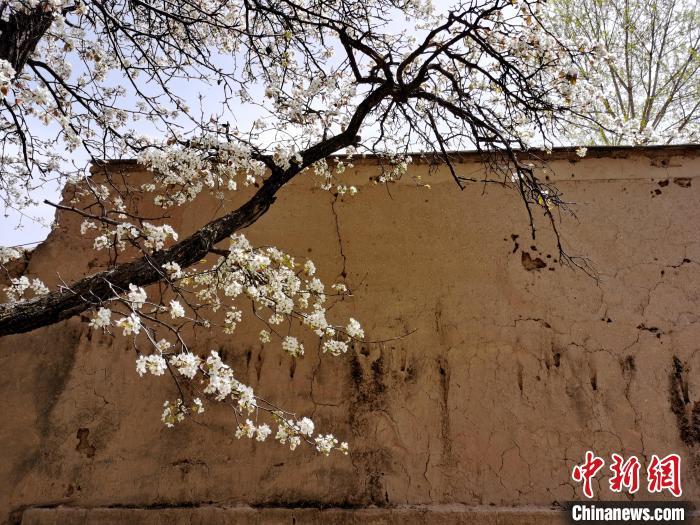 圖為一面土墻旁邊的梨花。　張?zhí)砀?攝