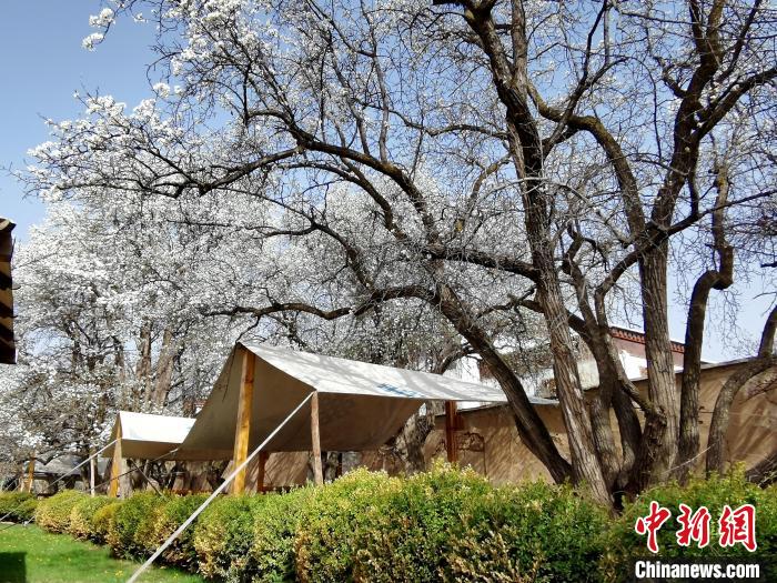 圖為尖扎噶達莊園內(nèi)的梨花。　張?zhí)砀?攝