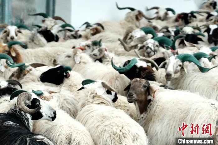 圖為被評為國家農(nóng)產(chǎn)品地理標(biāo)志保護產(chǎn)品的剛察藏羊進場入圈?！〔讨绢?攝