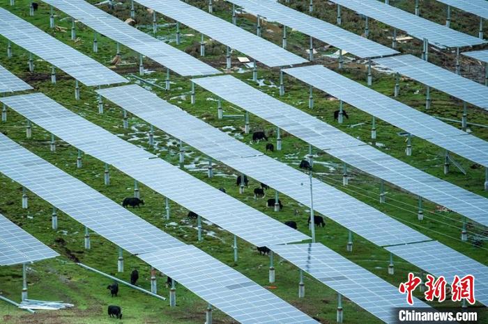 柯拉光伏板距地面高度超過1.8米，可滿足植被生長需要，又能保障牛羊放牧空間，實現(xiàn)“牧光”互補?！⒅铱?攝