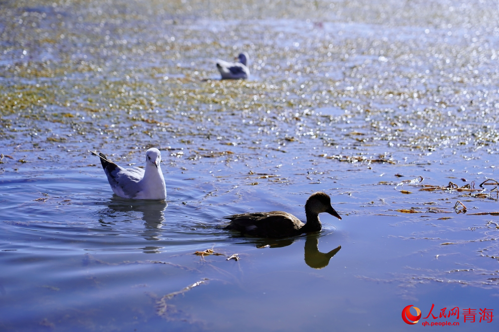 可魯克湖的水鳥(niǎo)。人民網(wǎng) 陳明菊攝