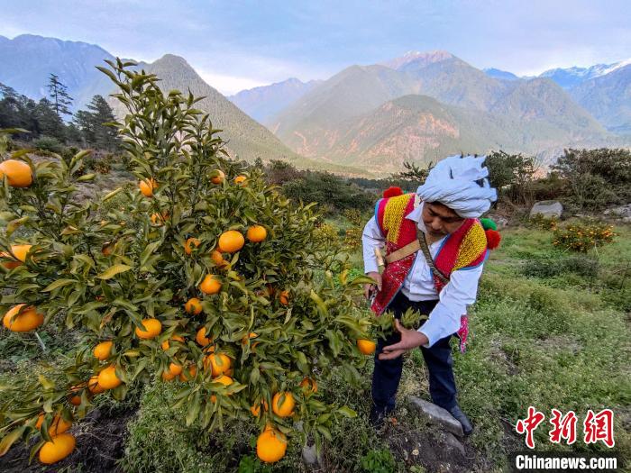 林芝下察隅鎮(zhèn)京都村101畝耙耙柑豐收?！〗w波 攝
