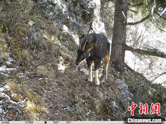 圖為相同位點記錄到的國家二級重點保護(hù)野生動物—中華鬣羚?！≈袊茖W(xué)院昆明動物研究所提供