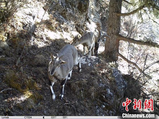 圖為相同位點記錄到的雪豹主要獵物—巖羊?！≈袊茖W(xué)院昆明動物研究所提供