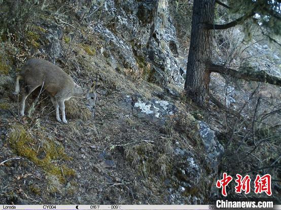 圖為相同位點記錄到的國家一級重點保護(hù)野生動物—馬麝?！≈袊茖W(xué)院昆明動物研究所提供