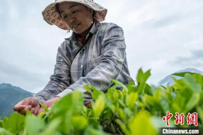 圖為墨脫縣背崩鄉(xiāng)門巴族民眾采摘茶葉。