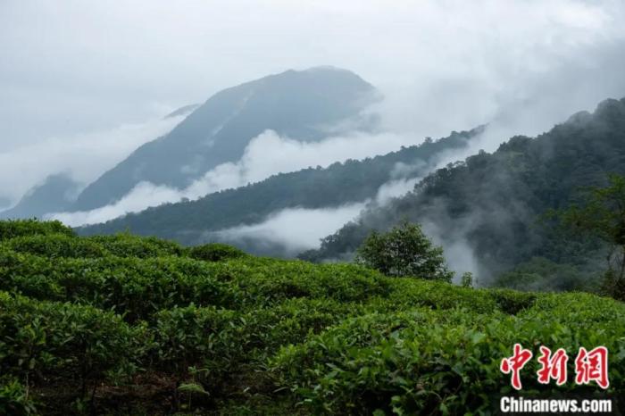 墨脫縣背崩鄉(xiāng)的高山茶場(chǎng)。