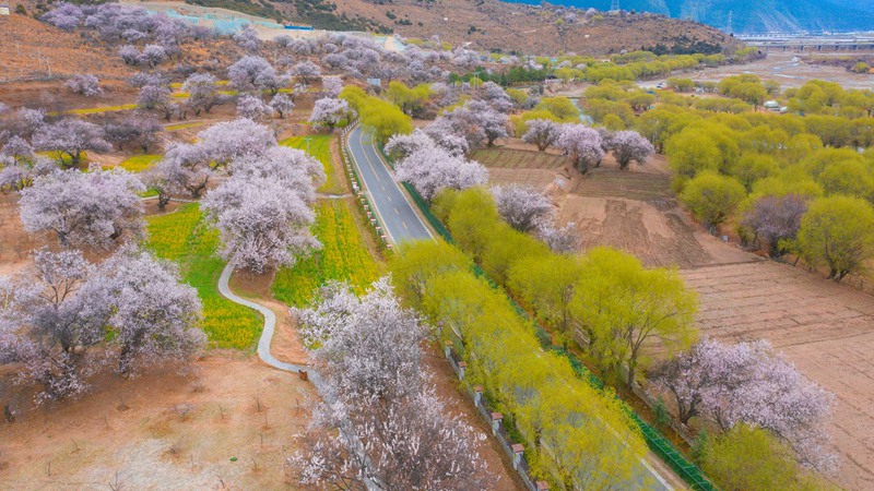 林芝桃花盛開。 張靜攝