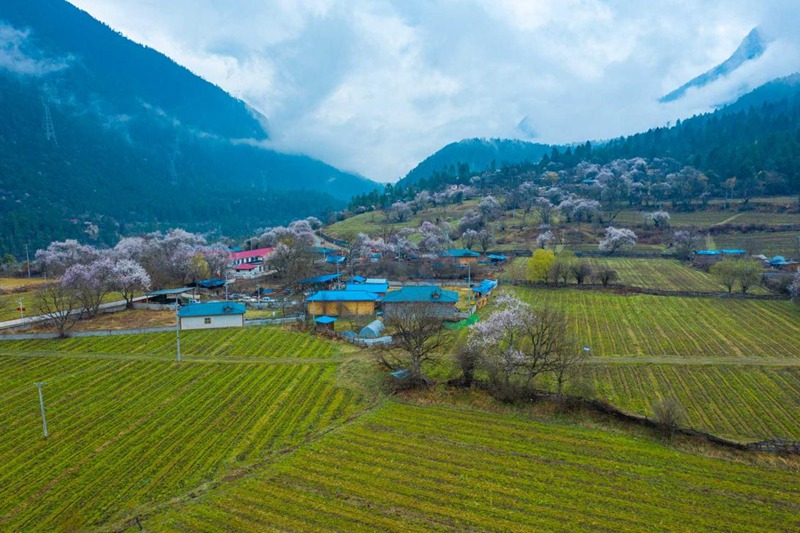 桃花村。 張靜攝